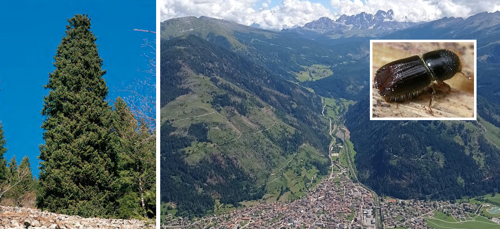 La veduta dall'alto di Predazzo - foto Serena Dellantonio